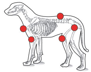 Problèmes d'articulation pour les chiens