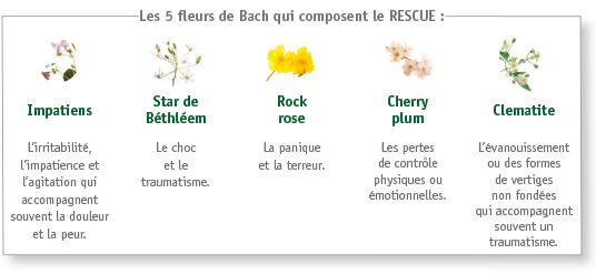 Les 5 fleurs de Bach qui composent le RESCUE