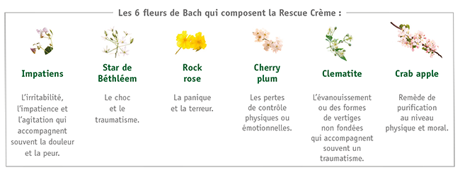 Les 6 fleurs de Bach qui composent la Rescue Crème