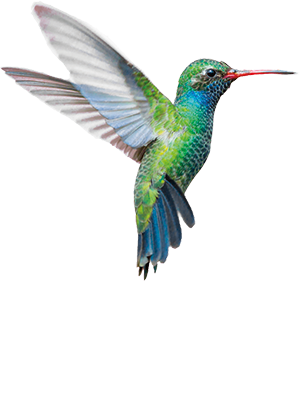 Colibri